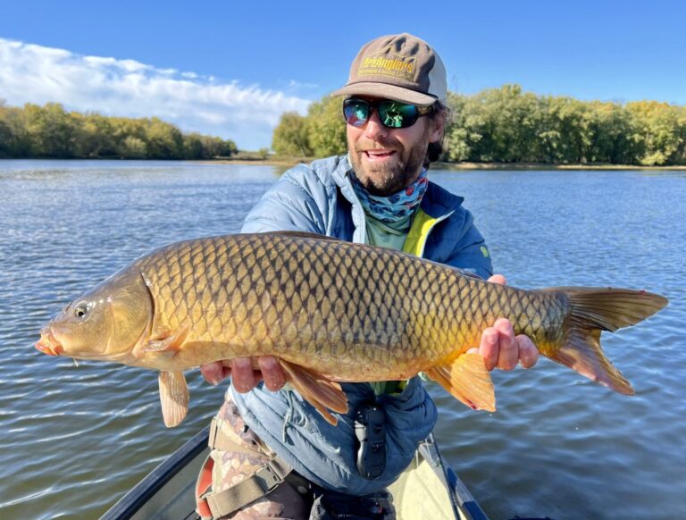 A massive, golden Common Carp held horizontally by an angler, showcasing the unique fly fishing opportunities provided by The Ridge Fly Fishing.