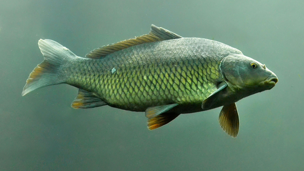 Sight Fishing for Carp in Minnesota Rivers and Flats